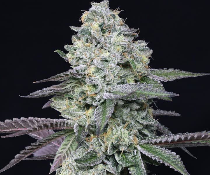 Animal Face cannabis strain, community photo 3