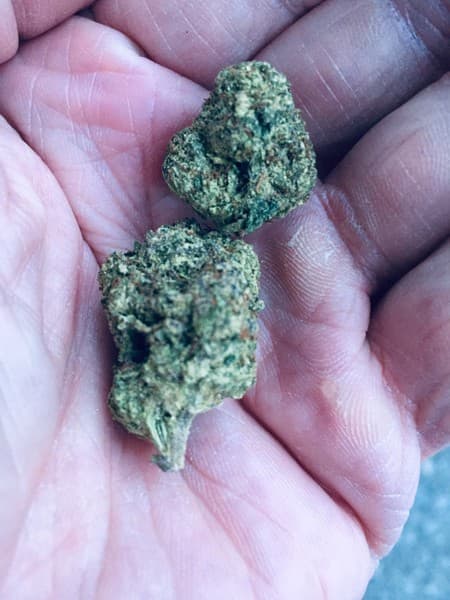 Animal Face cannabis strain, community photo 5