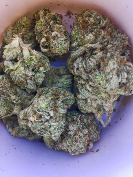 Animal Face cannabis strain, community photo 6
