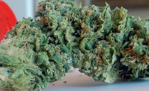Apple Pie cannabis strain, community photo 1
