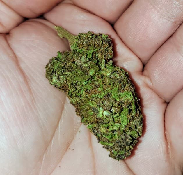 Apple Pie cannabis strain, community photo 3