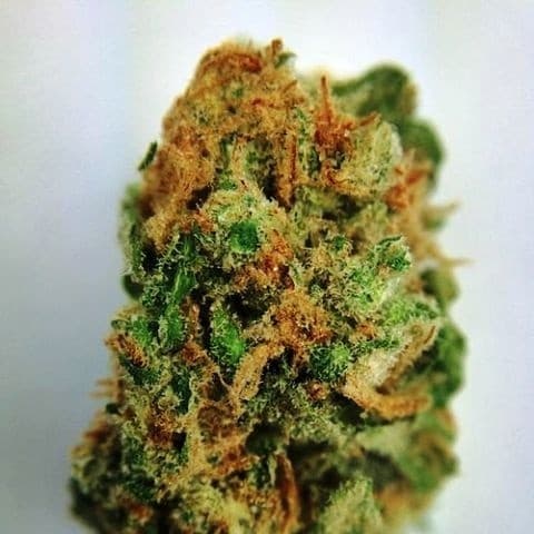 Area 51 cannabis strain, community photo 2