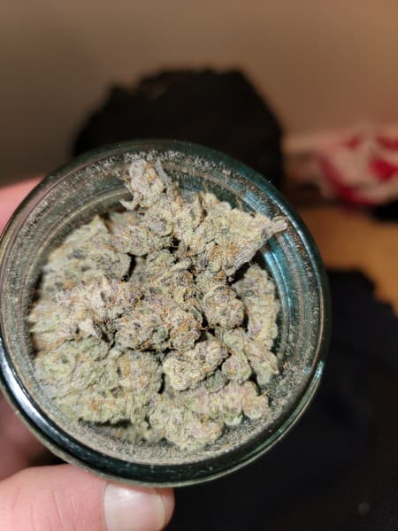 Bahama Mama cannabis strain, community photo 1