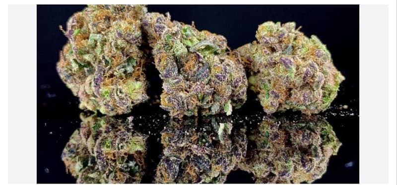Bahama Mama cannabis strain, community photo 3