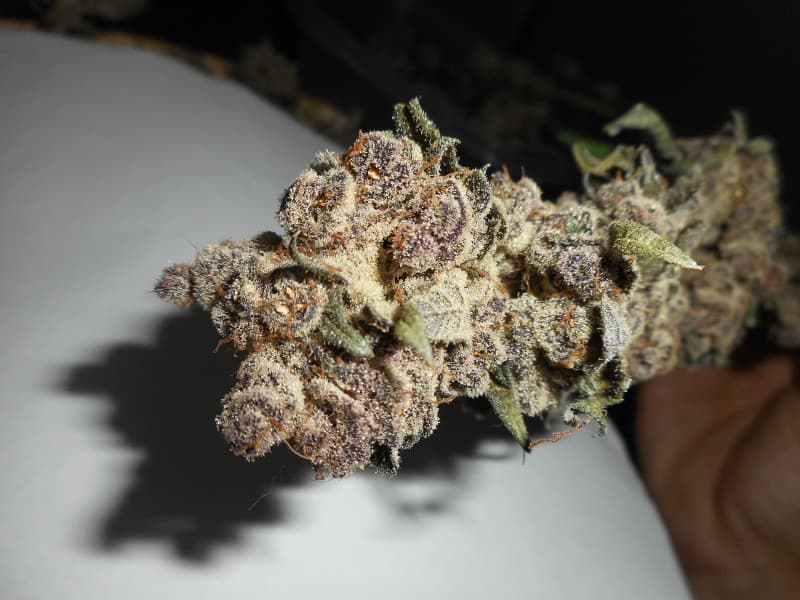 Bahama Mama cannabis strain, community photo 4