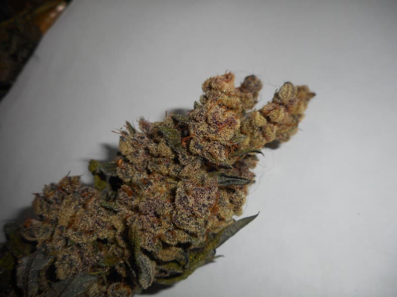 Bahama Mama cannabis strain, community photo 5