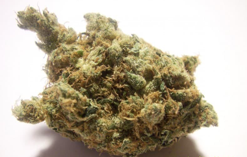 Banana Kush cannabis strain, community photo 2