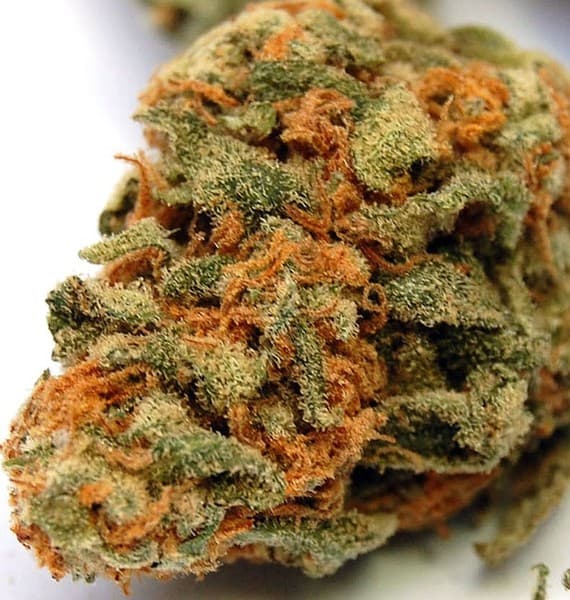 Banana Kush cannabis strain, community photo 6
