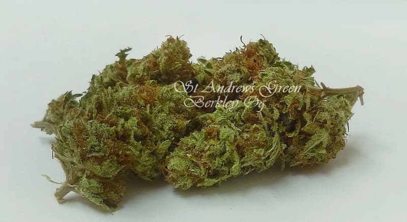 Banana OG cannabis strain, community photo 2