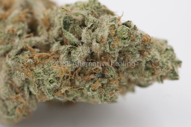 Banana OG cannabis strain, community photo 5