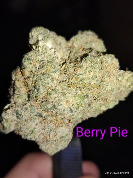 Berry Pie cannabis strain, community photo 2