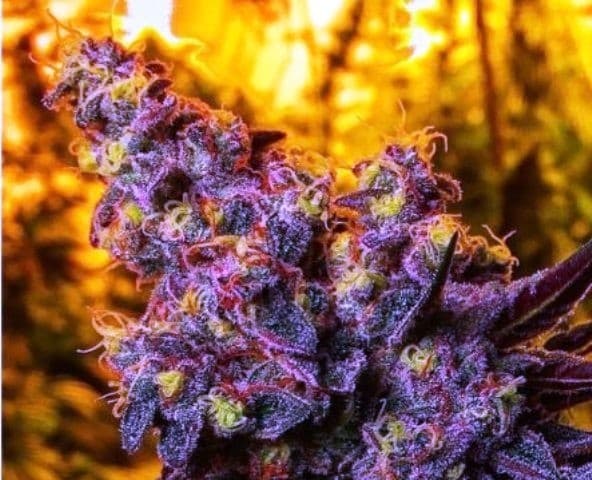 Big Smooth cannabis strain, community photo 1