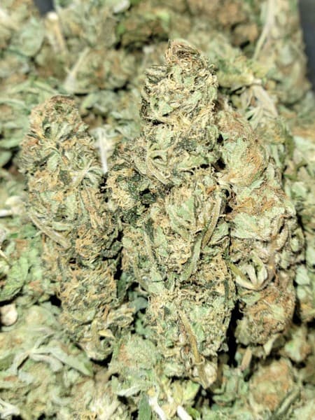 Biker Kush cannabis strain, community photo 1