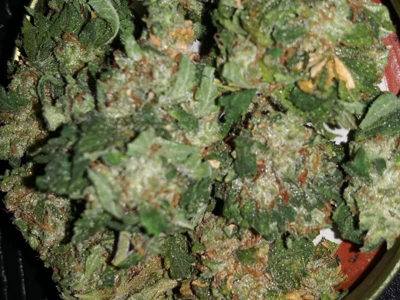 Bio Diesel cannabis strain, community photo 2