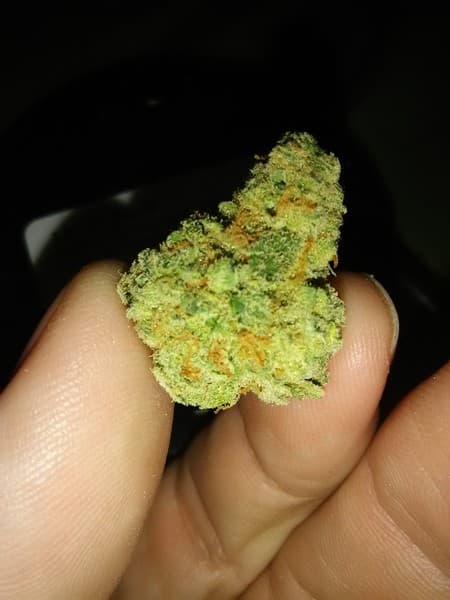 Bio Jesus cannabis strain, community photo 4