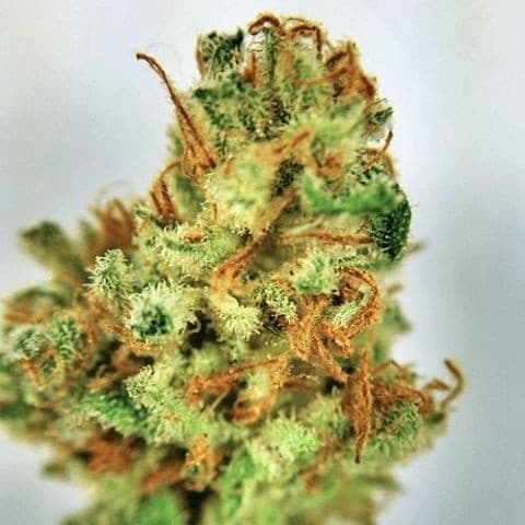 Bio Jesus cannabis strain, community photo 5