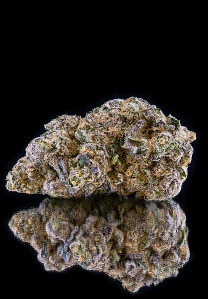 Biscotti cannabis strain, community photo 4