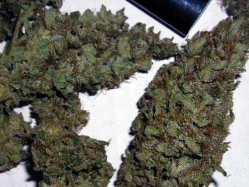 Black Ice cannabis strain, community photo 6