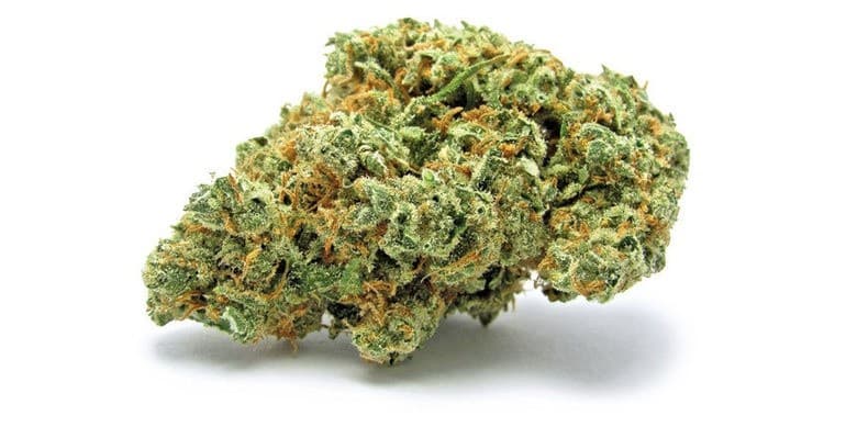 Black Jack cannabis strain, community photo 1