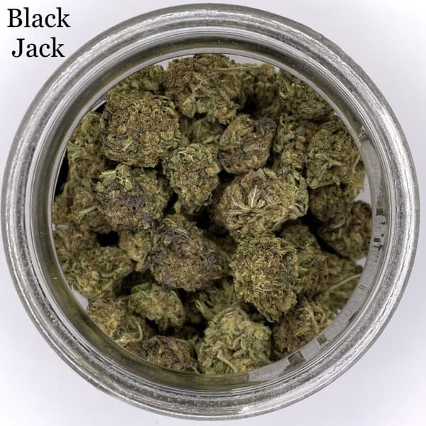 Black Jack cannabis strain, community photo 2