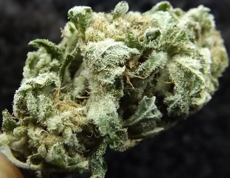Black Jack cannabis strain, community photo 7