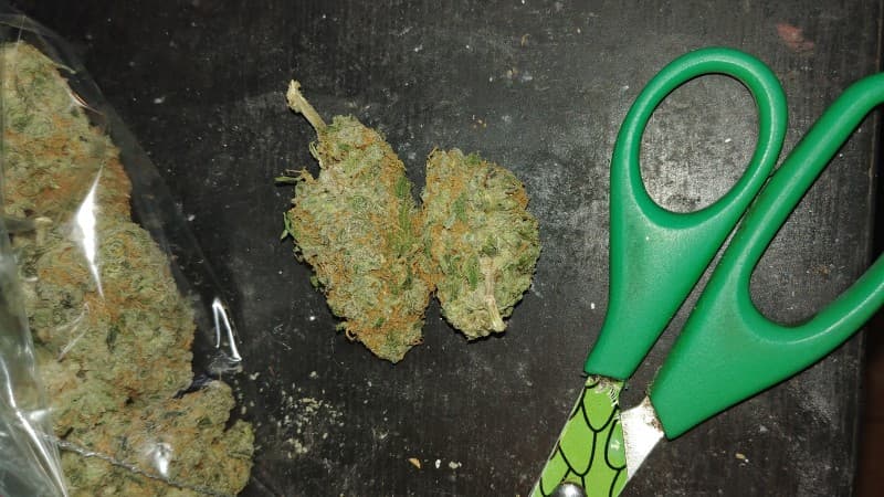 Black Jack cannabis strain, community photo 8