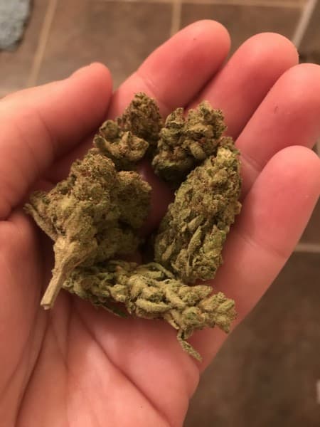 Black Lime cannabis strain, community photo 4