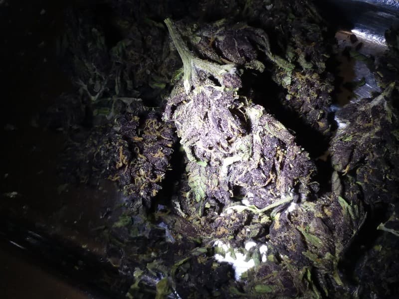 Black Mamba cannabis strain, community photo 7