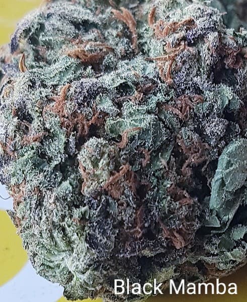 Black Mamba cannabis strain, community photo 9