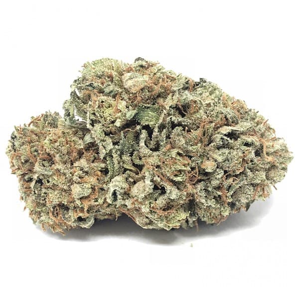 Black Tuna cannabis strain, community photo 2