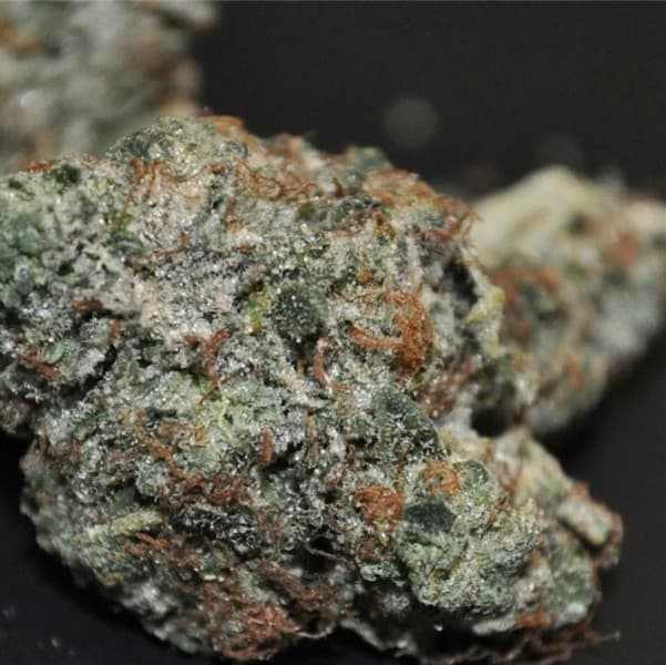 Black Tuna cannabis strain, community photo 3