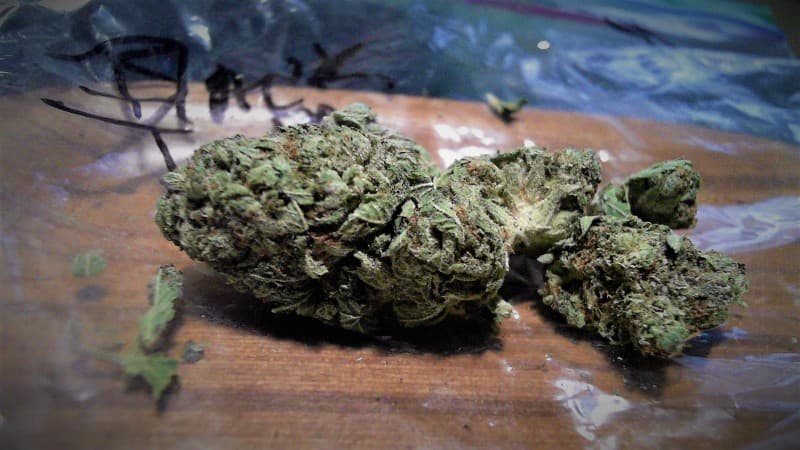 Black Tuna cannabis strain, community photo 5