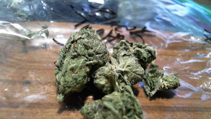 Black Tuna cannabis strain, community photo 6