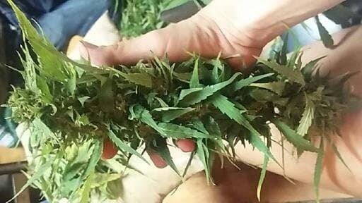 Black Tuna cannabis strain, community photo 7