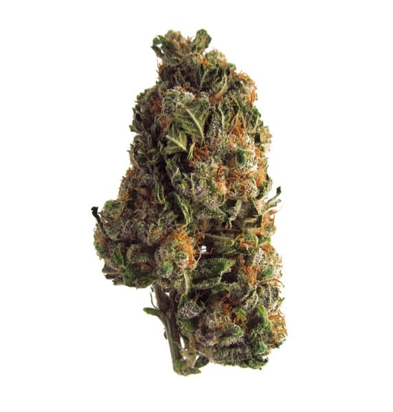 Black Water cannabis strain, community photo 1