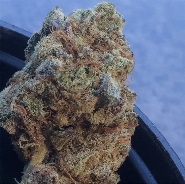 Black Widow cannabis strain, community photo 2