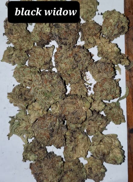 Black Widow cannabis strain, community photo 3