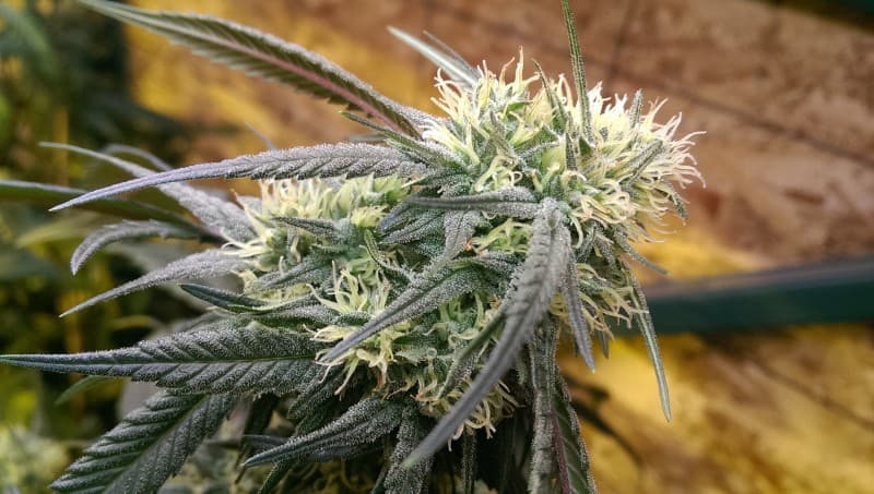Black Widow cannabis strain, community photo 5
