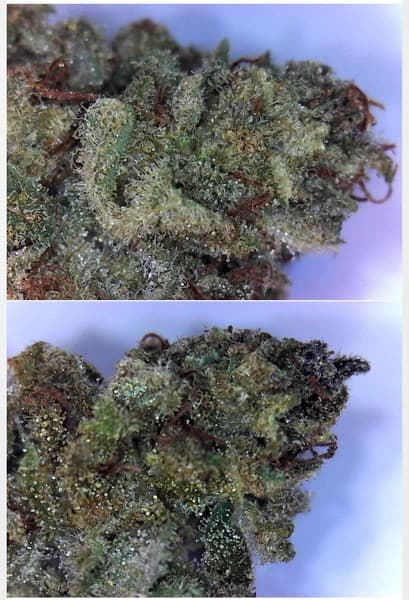 Blackberry cannabis strain, community photo 1