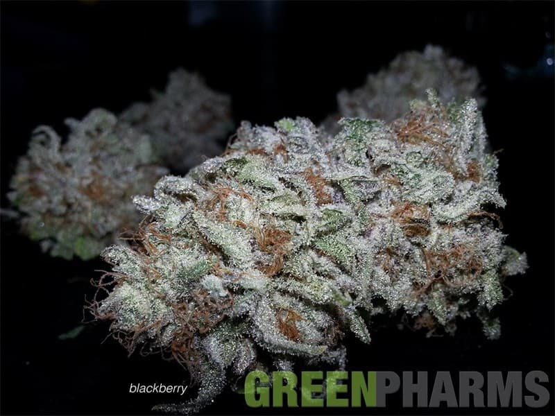 Blackberry cannabis strain, community photo 4