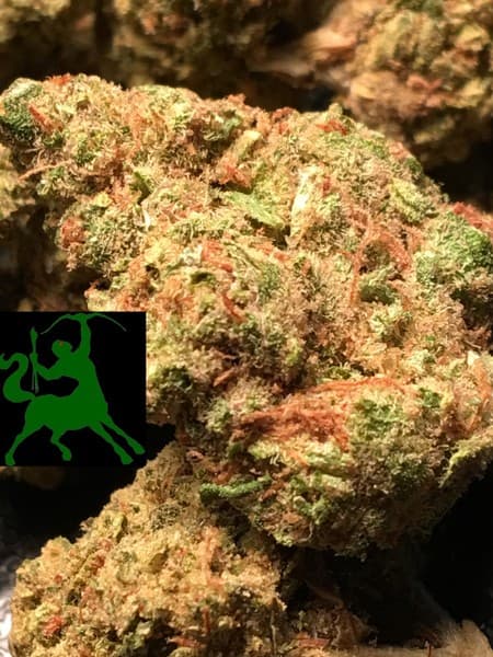 Blackjack cannabis strain, community photo 1