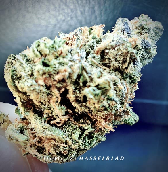 Blackjack cannabis strain, community photo 4