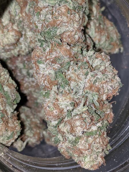 Blackwater cannabis strain, community photo 1