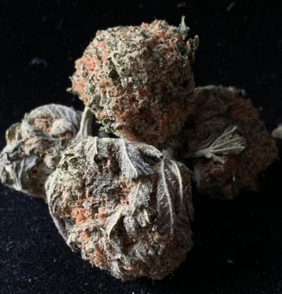 Blackwater cannabis strain, community photo 2