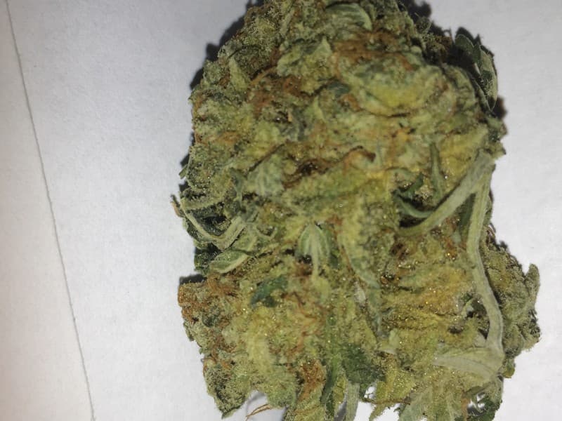 Blackwater cannabis strain, community photo 4