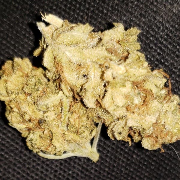 Blackwater cannabis strain, community photo 5
