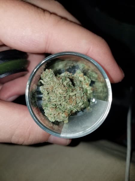 Blackwater cannabis strain, community photo 6