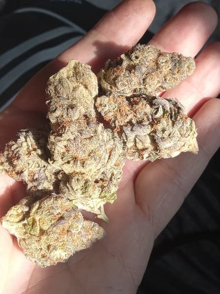 Blue Alien cannabis strain, community photo 1