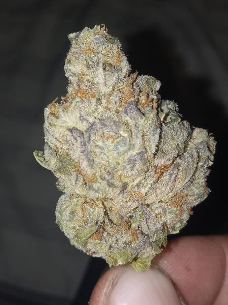 Blue Alien cannabis strain, community photo 2