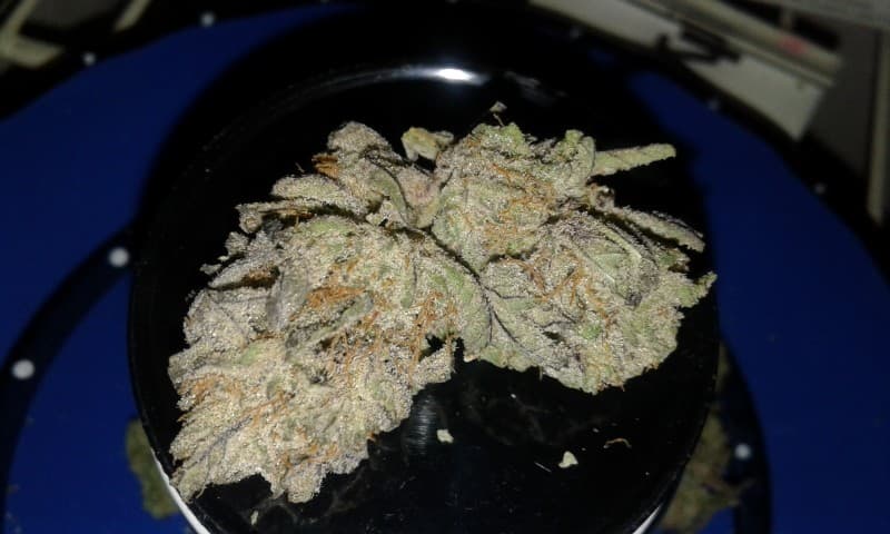 Blue Alien cannabis strain, community photo 3